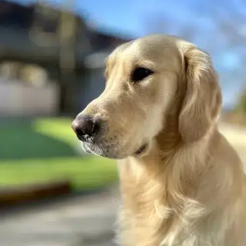 Sunny